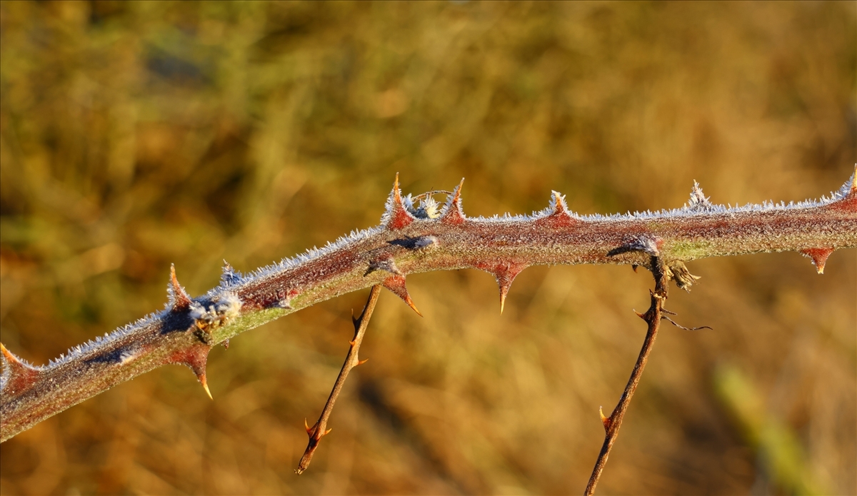 Frost on Bramble - Alan Bargh
